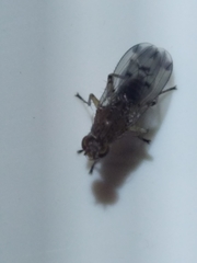 Sphaeroceroidea