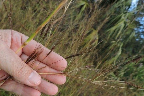 Hyparrhenia image