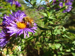 Apis mellifera