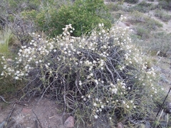 Senecio subulatus erectus