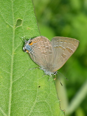 Satyrium caryaevorus