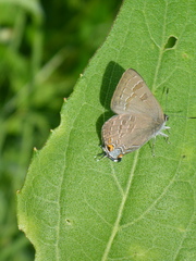 Satyrium caryaevorus
