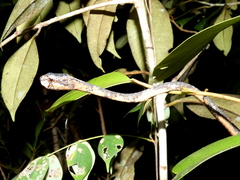 Aplopeltura boa