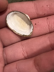 Cryptomya californica