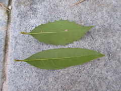 Osmanthus fragrans aurantiacus
