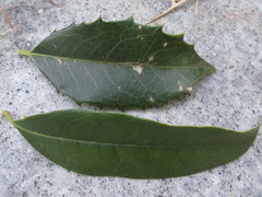 Osmanthus fragrans aurantiacus