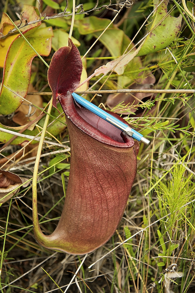 Nepenthes rowaniae, Queensland, AU
