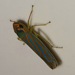 Ferrariana trivittata