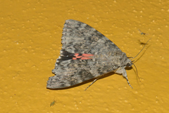 Catocala electilis