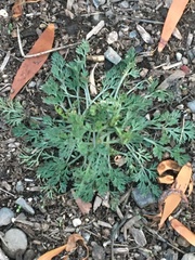 Eschscholzia californica