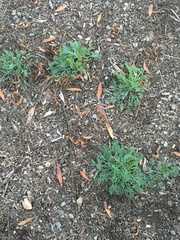 Eschscholzia californica