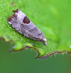 Notocelia uddmanniana