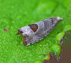 Notocelia uddmanniana