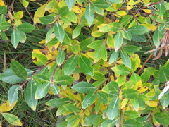 Salix phylicifolia