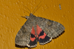 Catocala electilis