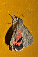 Catocala electilis