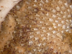 Cryptosula pallasiana