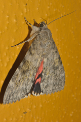 Catocala electilis