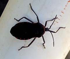 Sephina subulata