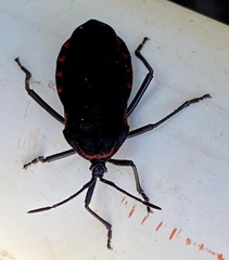 Sephina subulata