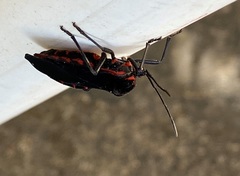 Sephina subulata
