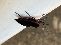 Sephina subulata