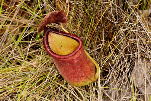 Nepenthes rowaniae