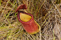 Nepenthes rowanae
