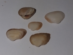 Striarca