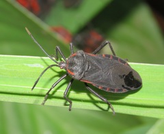 Sephina subulata