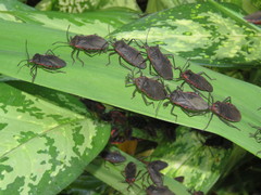 Sephina subulata