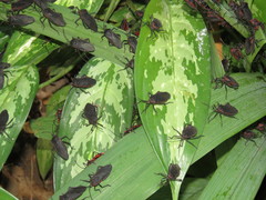 Sephina subulata