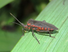 Sephina subulata