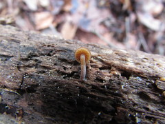 Galerina nana