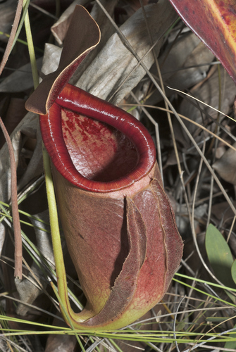 Nepenthes rowaniae