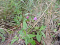 Emilia sonchifolia image