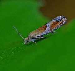 Ancylis obtusana