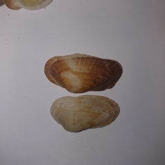 Barbatia barbata