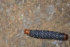 Xanthopastis timais