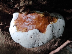 Ganoderma tuberculosum