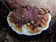 Ganoderma tuberculosum