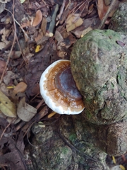 Ganoderma tuberculosum
