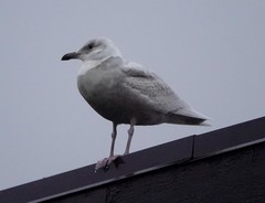 Larus glaucescens × hyperboreus