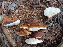 Ganoderma tuberculosum