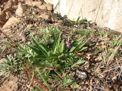 Viola gmeliniana