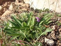 Viola gmeliniana