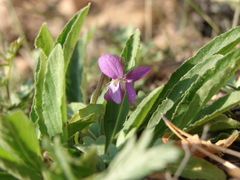 Viola gmeliniana
