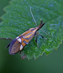 Alabonia staintoniella