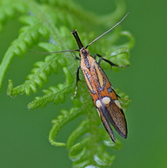 Alabonia staintoniella