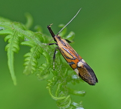 Alabonia staintoniella